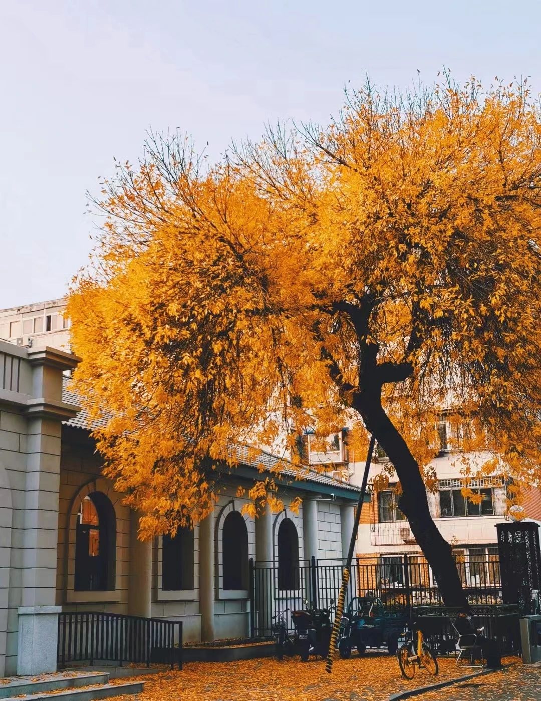  北京理工大学管院【备考故事】笃行逐梦，不负韶华